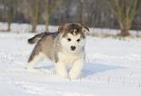 ALASKAN MALAMUTE 278